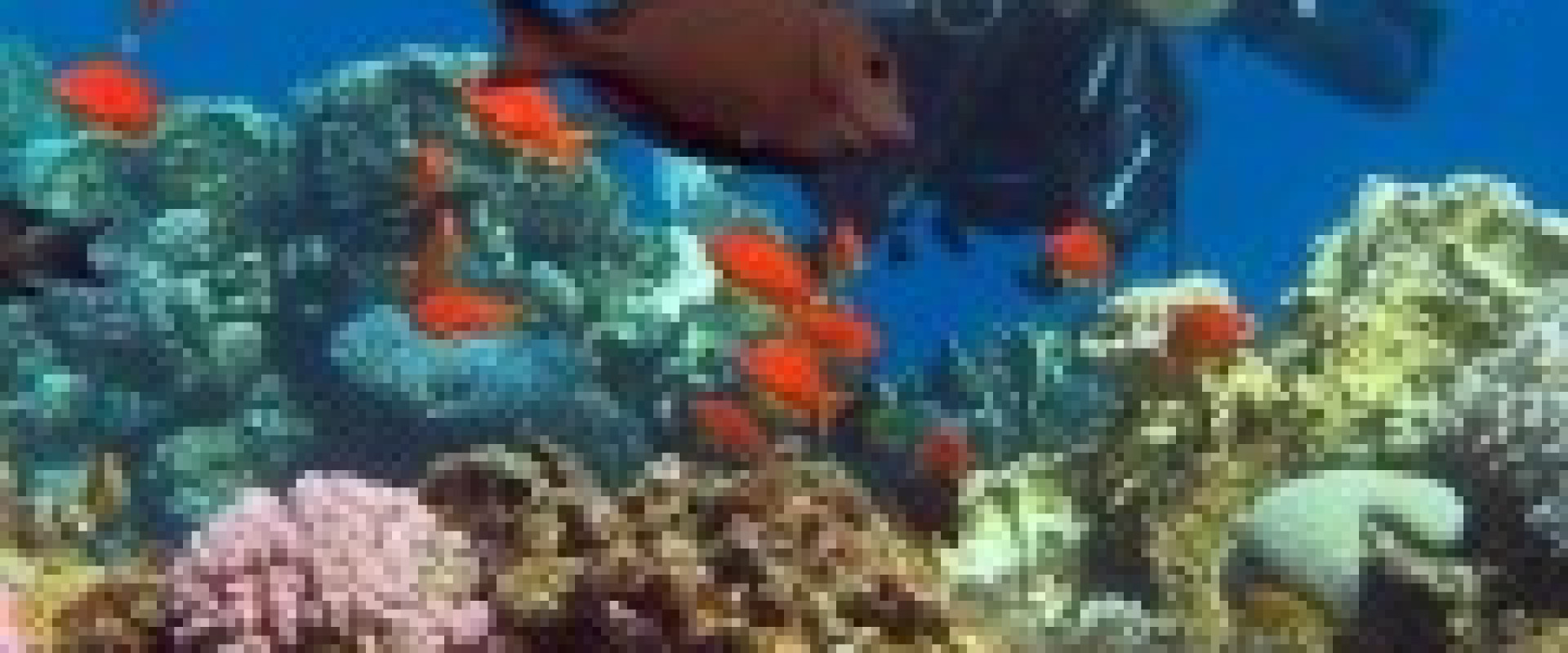 INTRO DIVES FOR DIVERS IN SHARM EL SHEIKH