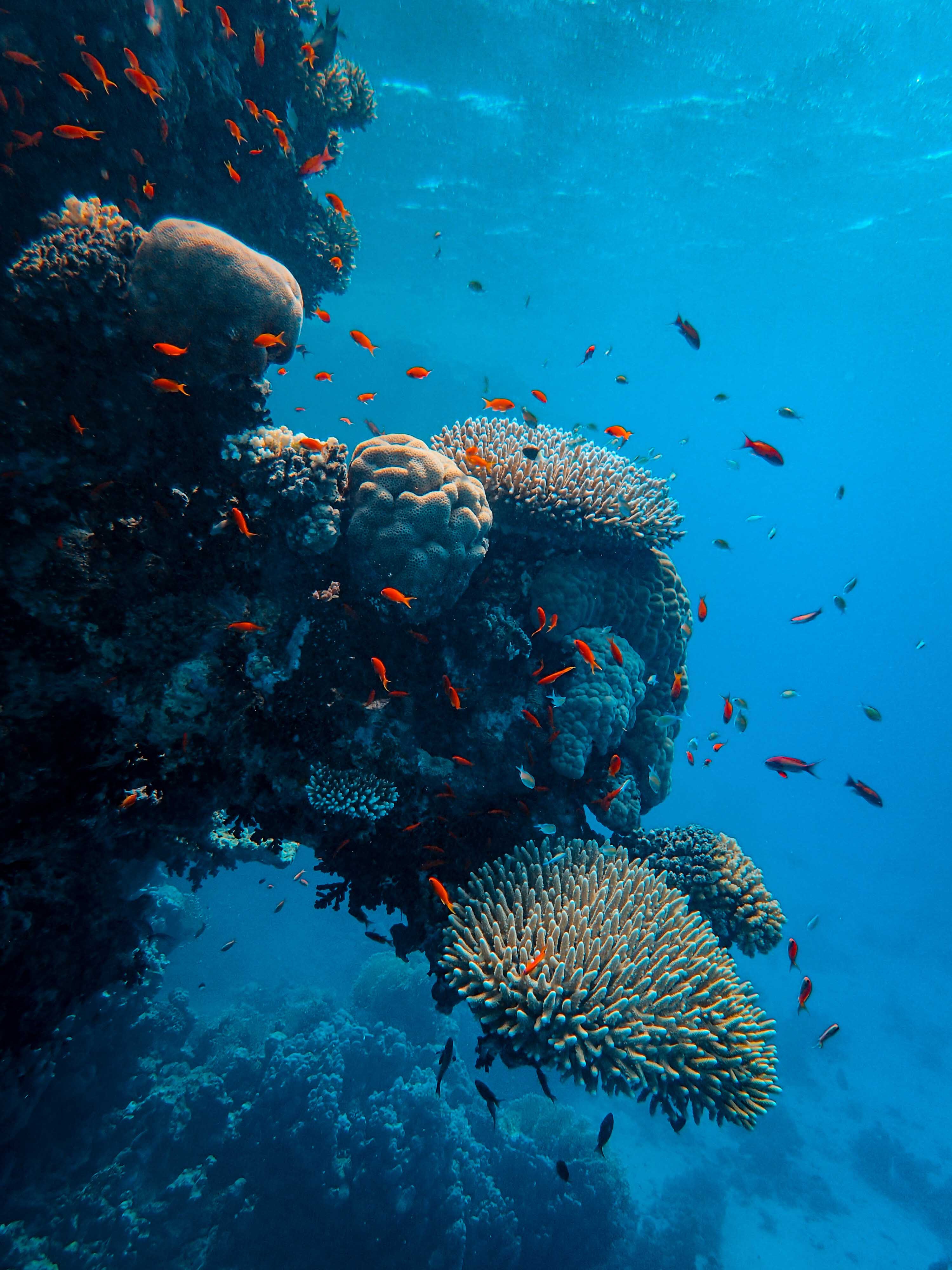 INTRO DIVES FOR DIVERS IN SHARM EL SHEIKH