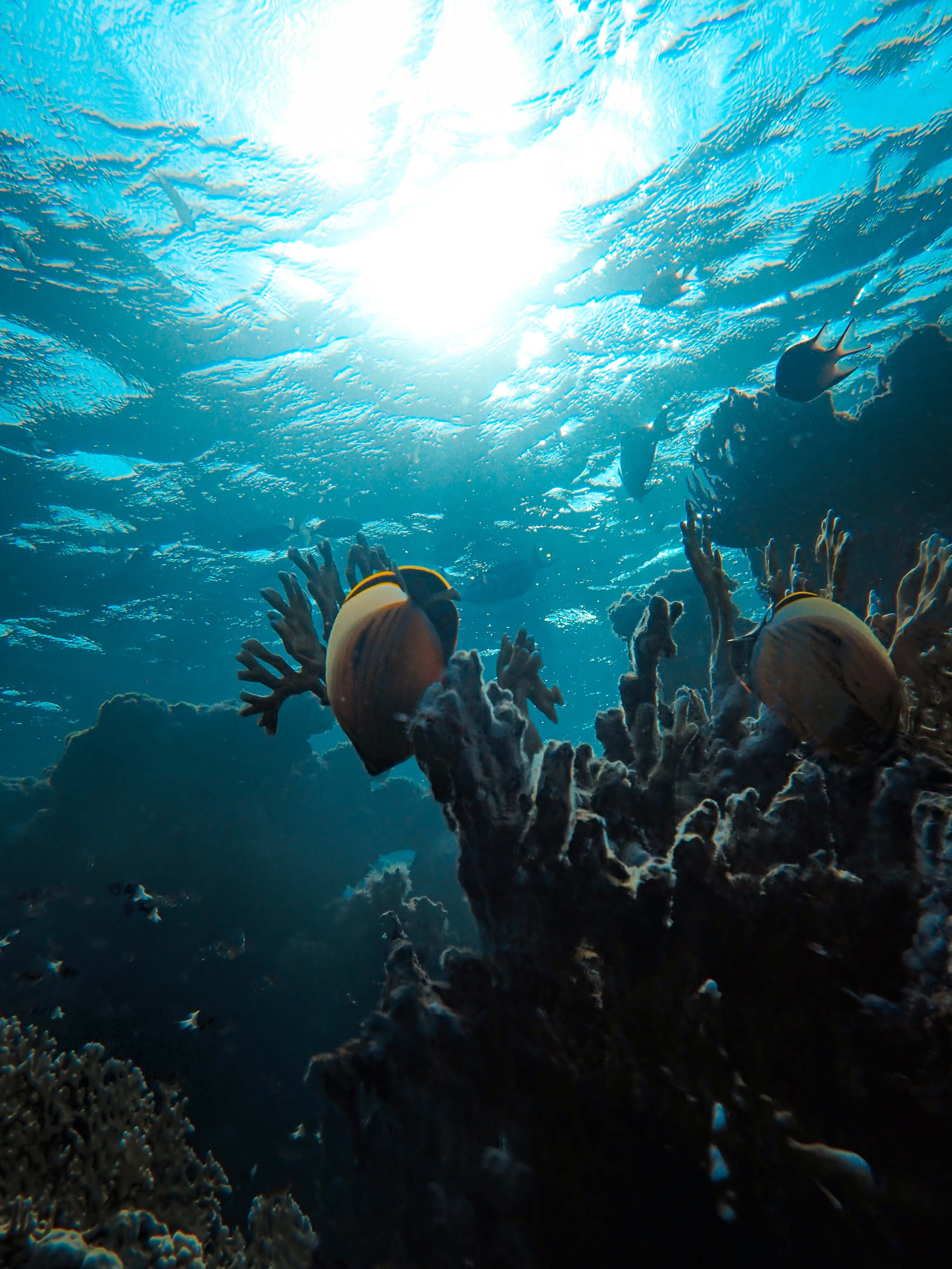 INTRO DIVES FOR DIVERS IN SHARM EL SHEIKH