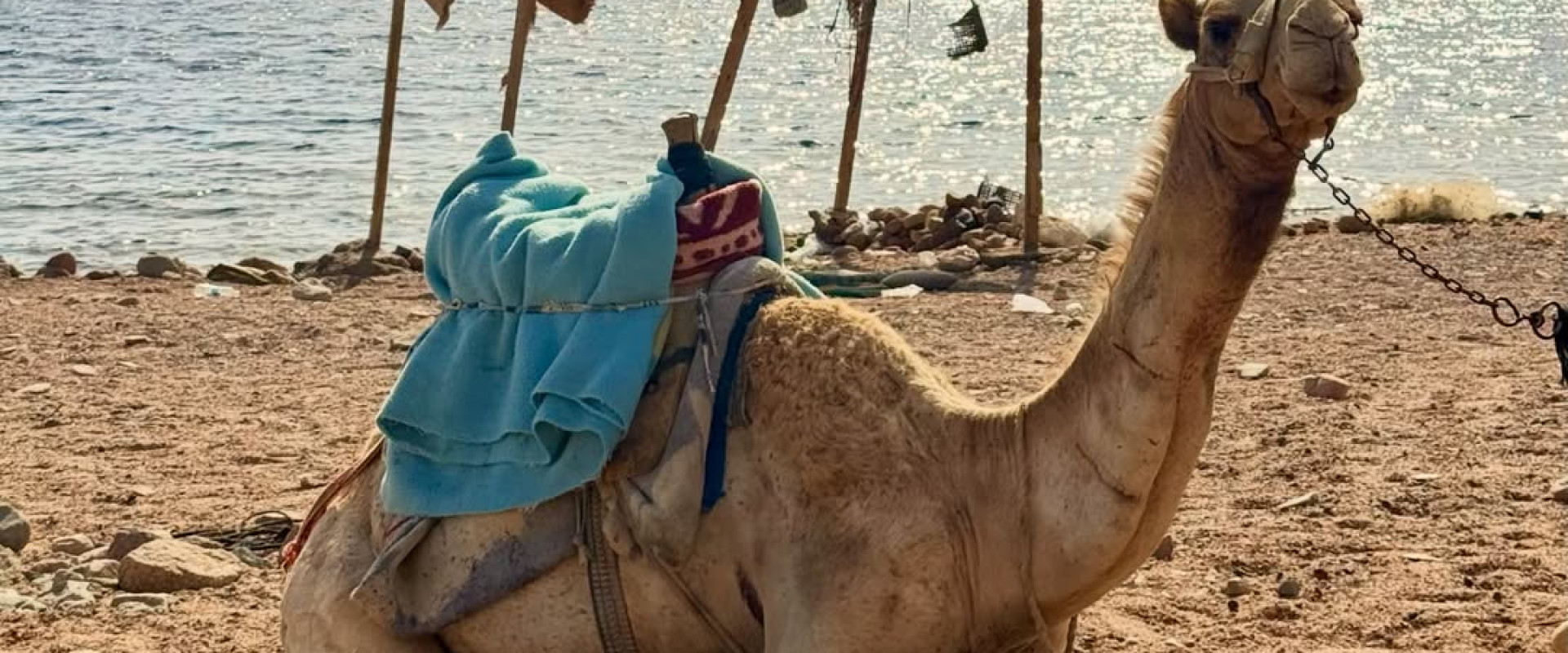 Blue Hole Dahab Snorkeling Tour with Camel Ride & Lunch