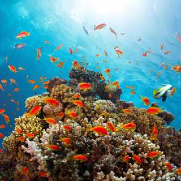 RAS MOHAMED BY BOAT FROM SHARM EL SHEIKH