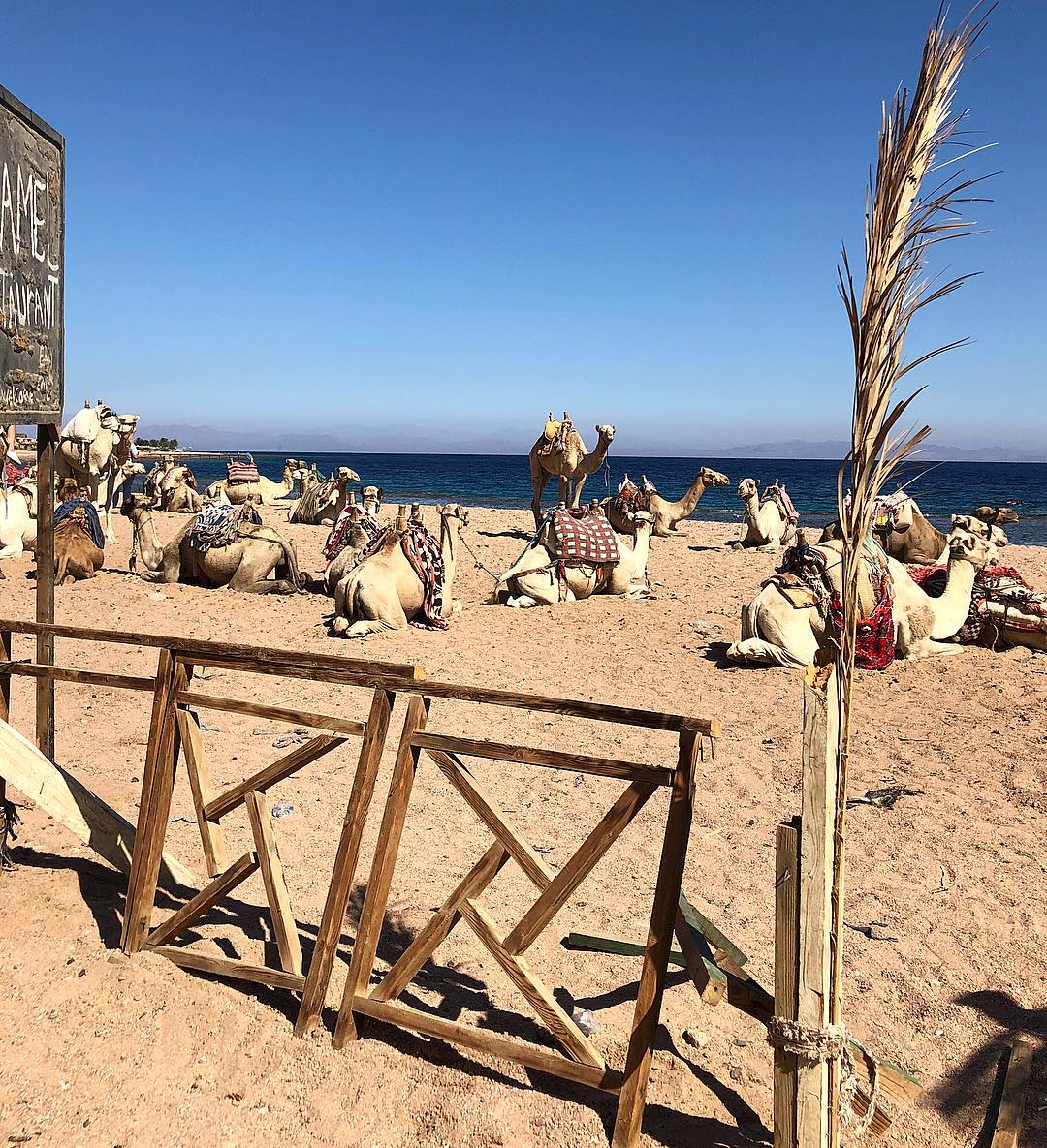 Blue Hole Dahab Snorkeling Tour with Camel Ride & Lunch