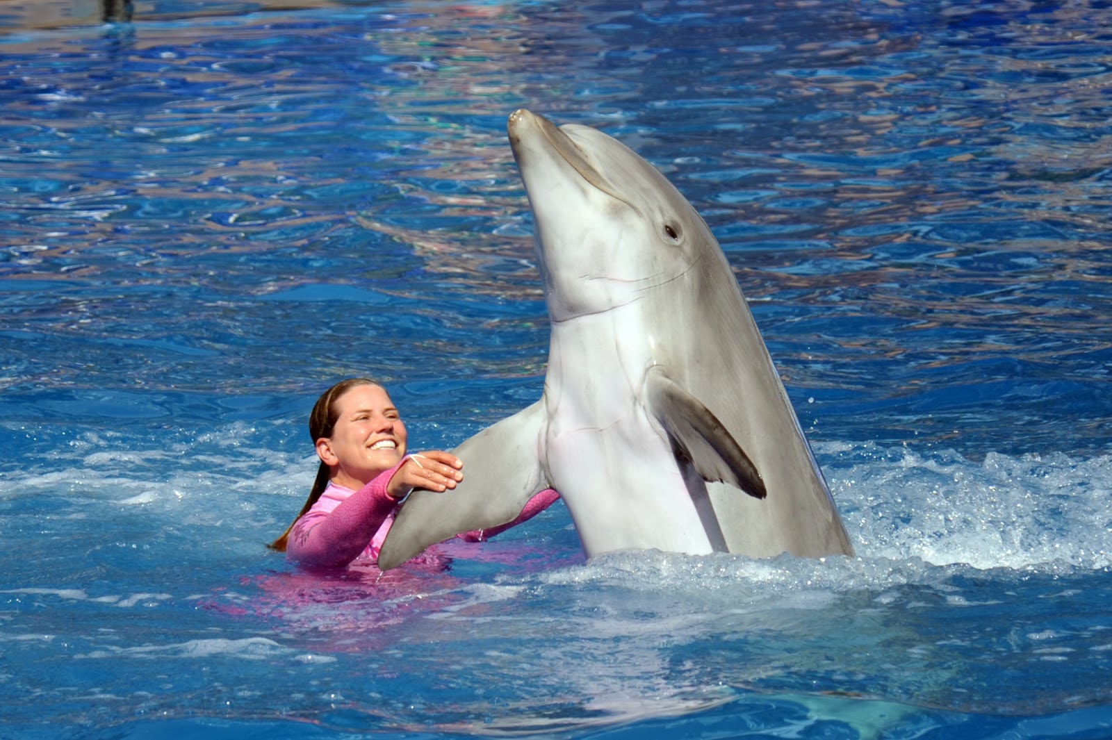 DOLPHIN SHOW IN SHARM EL SHEIKH