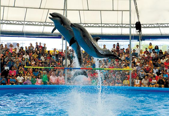 DOLPHIN SHOW IN SHARM EL SHEIKH