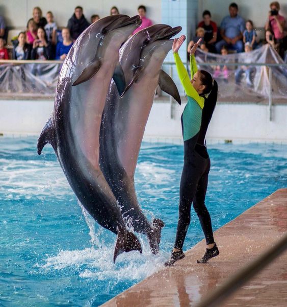DOLPHIN SHOW IN SHARM EL SHEIKH
