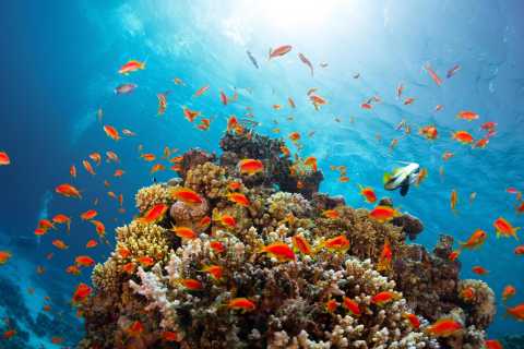 RAS MOHAMED NATIONAL PARK  HALF DAY FROM SHARM