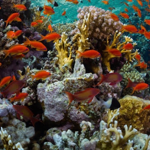Blue Hole Dahab Snorkeling Tour with Camel Ride & Lunch