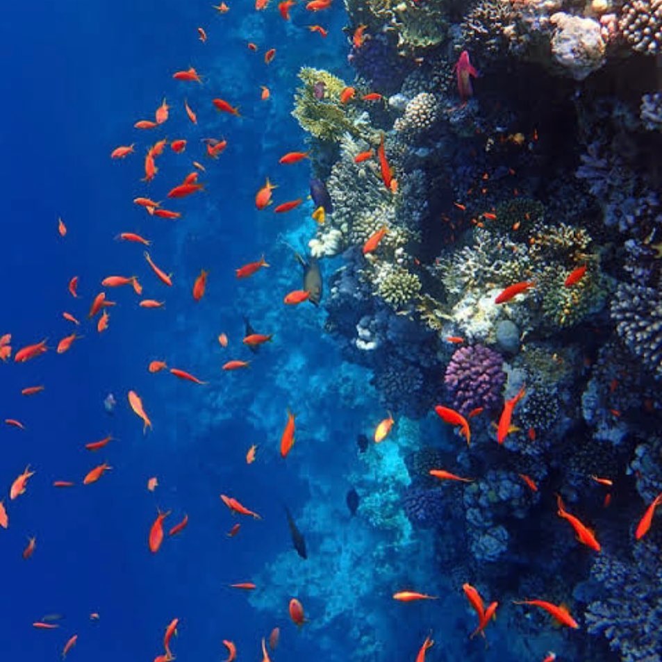 Blue Hole Dahab Snorkeling Tour with Camel Ride & Lunch