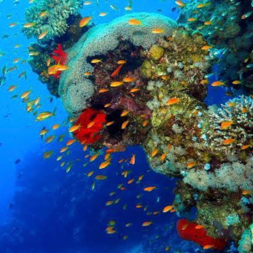 Blue Hole Dahab Snorkeling Tour with Camel Ride & Lunch
