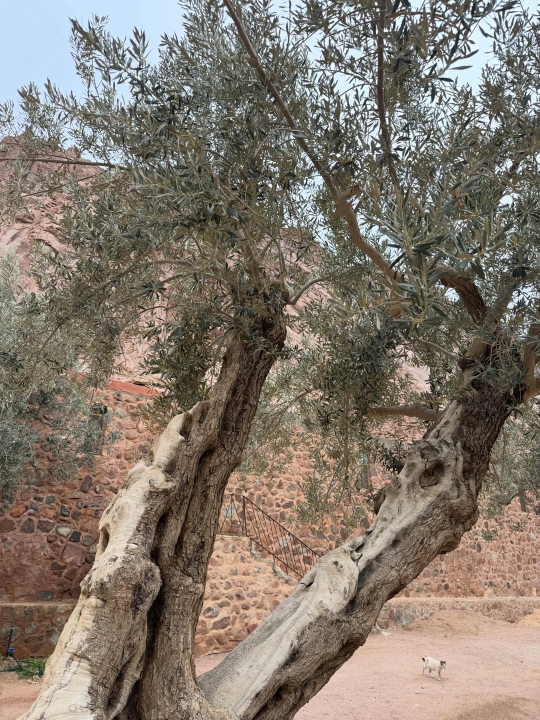 Saint Catherine Monastery Day Trip from Sharm El Sheikh