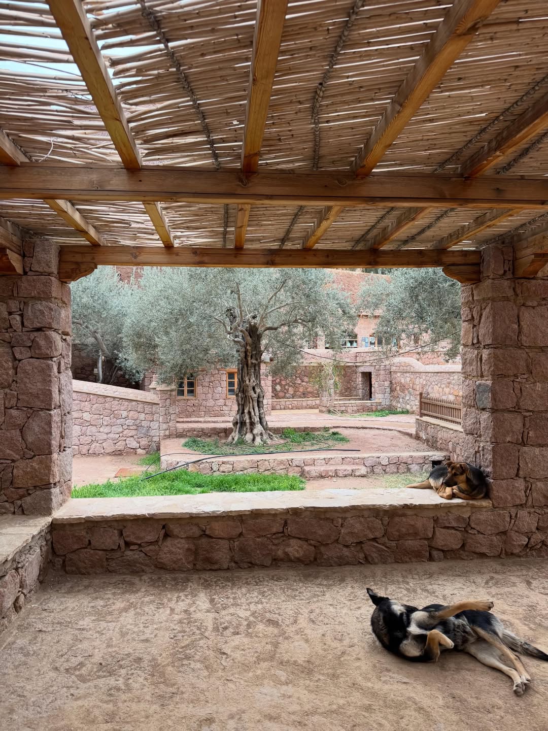Saint Catherine Monastery Day Trip from Sharm El Sheikh