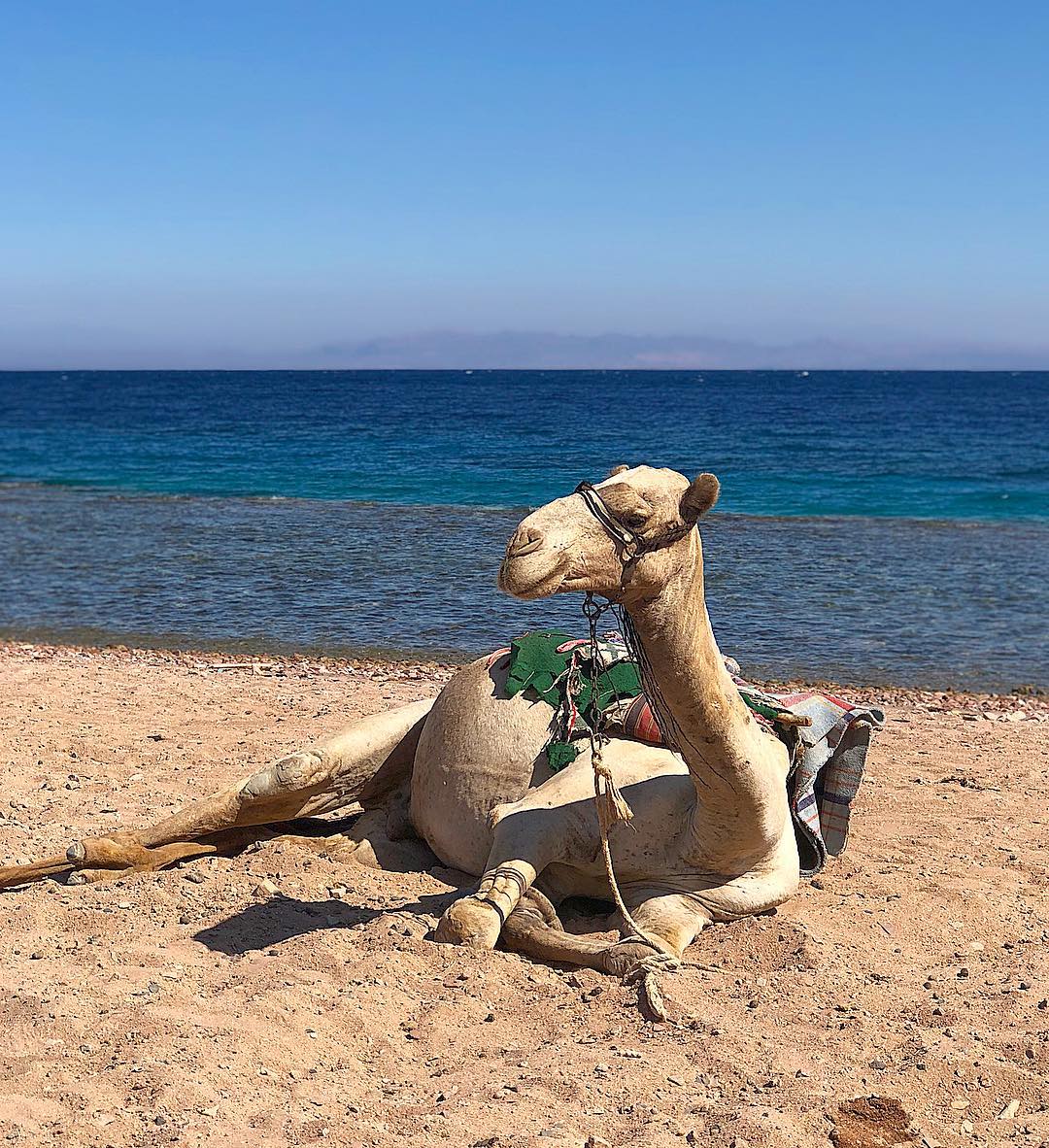 Blue Hole Dahab Snorkeling Tour with Camel Ride & Lunch