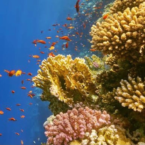 Blue Hole Dahab Snorkeling Tour with Camel Ride & Lunch