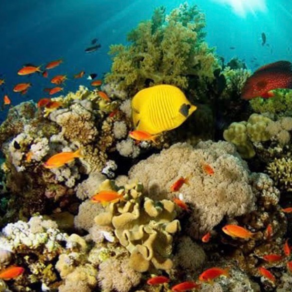 Blue Hole Dahab Snorkeling Tour with Camel Ride & Lunch