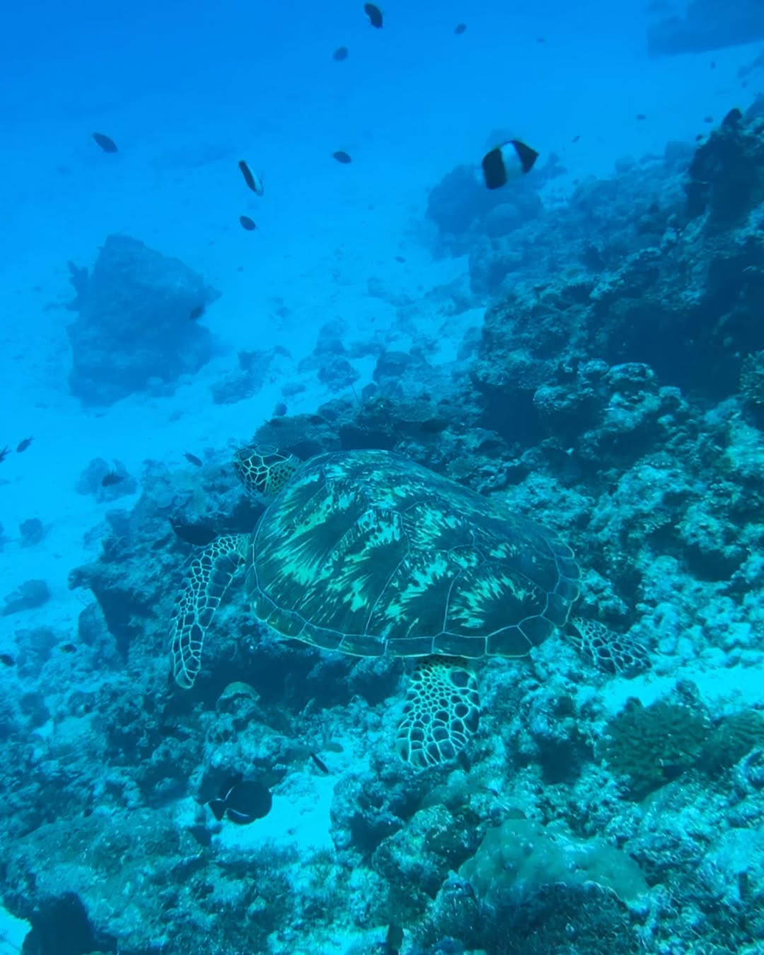 Ras Mohamed & White Island By Boat
